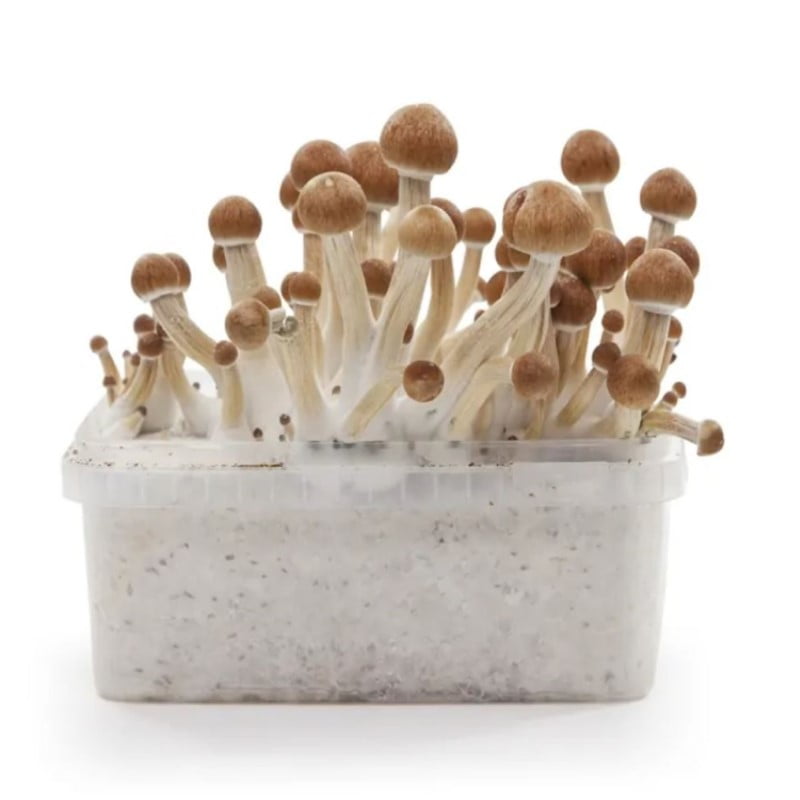 An image of an Ecuador Magic Mushroom Grow Kit, designed for cultivating psilocybin mushrooms, showcasing the kit's components and its potential for mushroom cultivation.