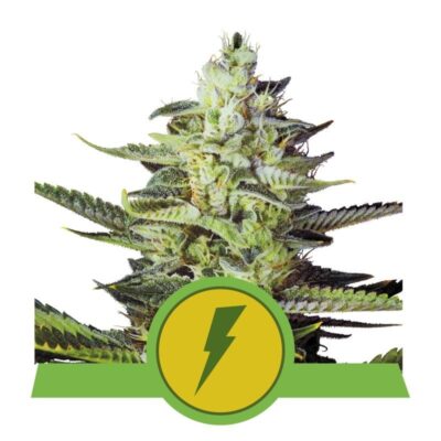 An image showcasing North Thunderfuck Automatic from Royal Queen Seeds, an autoflowering cannabis strain celebrated for her potent effects and robust growth, featuring lush green leaves and resin-covered buds.