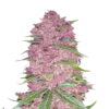 A captivating image of a Purple Lemonade Autoflower cannabis plant from Fast Buds, featuring lush green leaves and distinctive purple-tinged buds, embodying her unique and colorful characteristics.