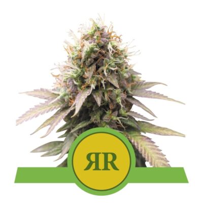 Royal Runtz Auto by Royal Queen Seeds: A top-tier autoflowering cannabis strain celebrated for her regal genetics and exceptional attributes.