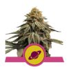 Royal Skywalker by Royal Queen Seeds: A captivating cannabis strain known for her regal genetics and exceptional qualities.