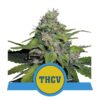 Royal THCV by Royal Queen Seeds: A high-quality CBD strain renowned for her unique CBD content and therapeutic properties.
