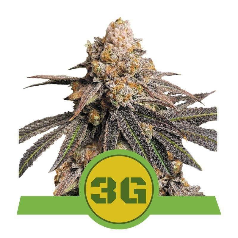 Image featuring the Triple G Automatic strain from Royal Queen Seeds, known for her autoflowering cannabis plants that produce resinous buds with a powerful genetic lineage.