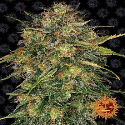 Barneys Farm Cheese, a classic and renowned cannabis strain celebrated for her pungent aroma and relaxing effects. Experience the distinctive and flavorful characteristics of this iconic Cheese strain from Barneys Farm.