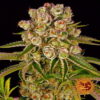 An image of 'Kush Mintz from Barneys Farm,' a robust cannabis plant with resinous buds and lush green foliage, celebrated for her unique flavor and aroma.
