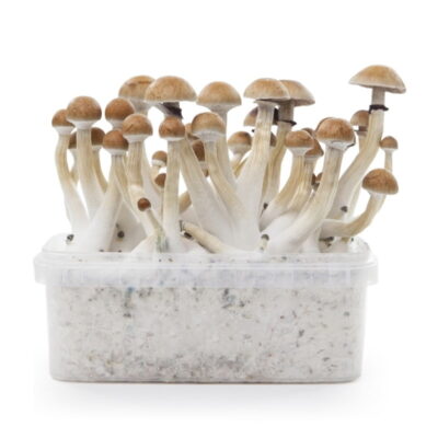 An image of a Thai Magic Mushroom (Paddo Growkit), a kit for growing psilocybin mushrooms, highlighting the kit's components and its potential for mushroom cultivation.
