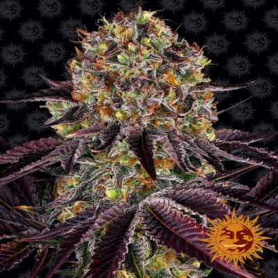 Barney's Farm's Runtz x Layer Cake cannabis buds, a vibrant and flavorful blend.