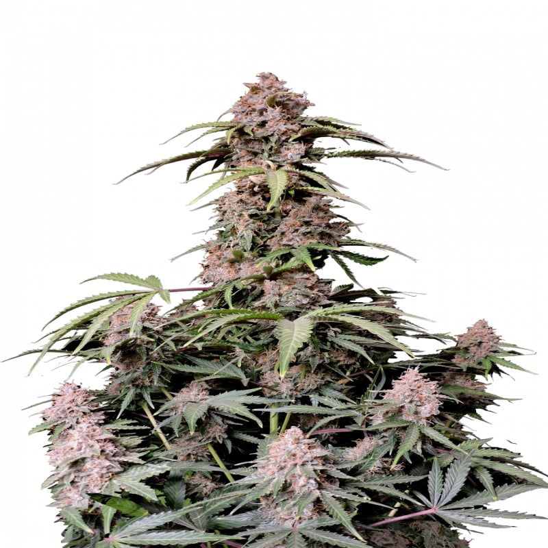 Amnesia Zkittlez Auto by Fast Buds, an autoflowering cannabis strain known for its blend of Amnesia and Zkittlez genetics, offering a sweet and uplifting experience for growers and users.