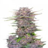 Banana Purple Punch Auto by Fast Buds, an autoflowering cannabis strain with delightful banana and grape flavors, offering both convenience and great taste for growers and users.
