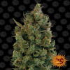 Blueberry Cheese Feminized from Barney's Farm, a sought-after cannabis strain celebrated for her unique blend of blueberry sweetness and cheesy undertones, making her a flavorful delight for cultivators and enthusiasts