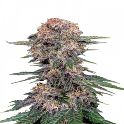 Cherry Cola Auto from Fast Buds, an autoflowering cannabis strain known for her sweet and fizzy flavor profile reminiscent of cherry cola. Enjoy the convenience and delightful taste of this unique auto-flowering variant.