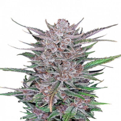 An image of 'Gorilla Punch Auto from Fast Buds,' featuring a robust cannabis plant with resinous buds and healthy green foliage.