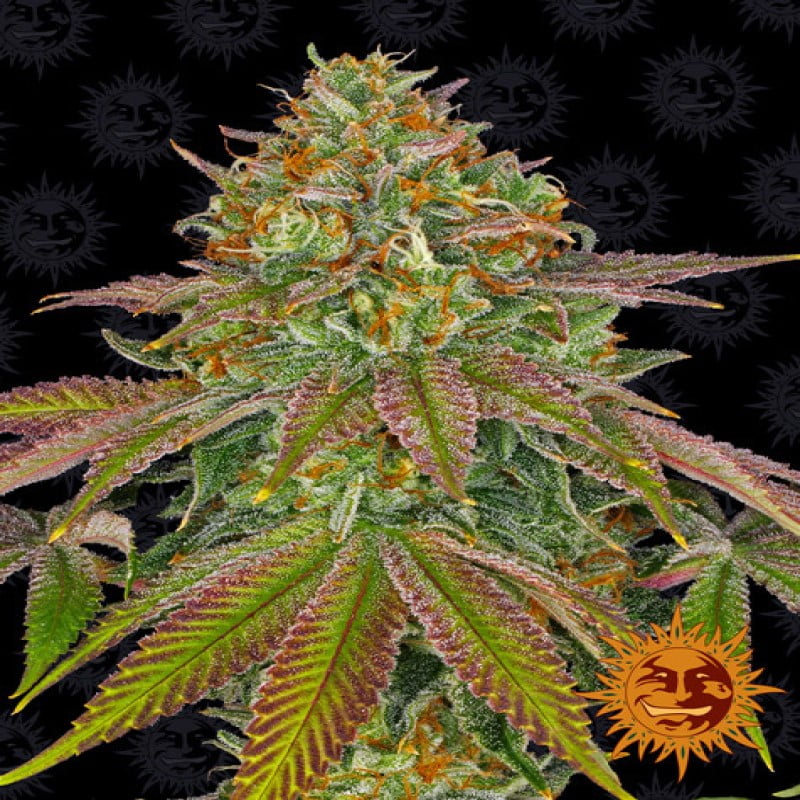 High-quality image of a Wedding Cake cannabis strain cultivated by Barneys Farm, showcasing her vibrant green leaves and resin-covered buds.