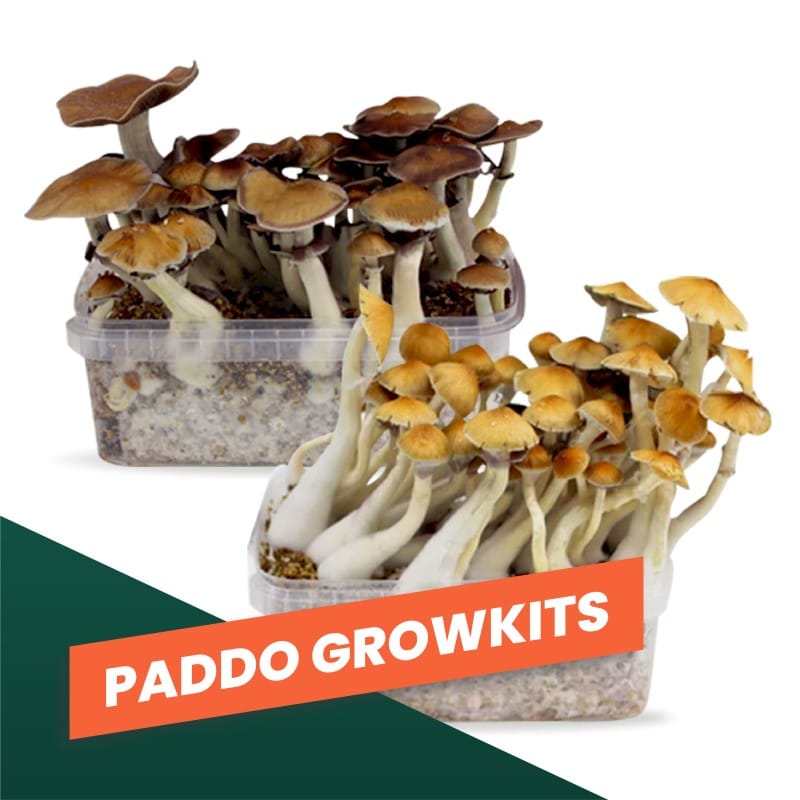 Magic Mushroom Growkits