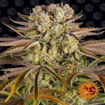 A vibrant image of Barney's Farm Pineapple Express, a renowned cannabis strain celebrated for her tropical flavor and relaxing effects, featuring lush green buds and hints of pineapple inspiration.