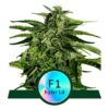 Apollo F1 by Royal Queen Seeds, a high-quality cannabis strain celebrated for its potent and balanced effects, making it a popular choice among growers and enthusiasts.