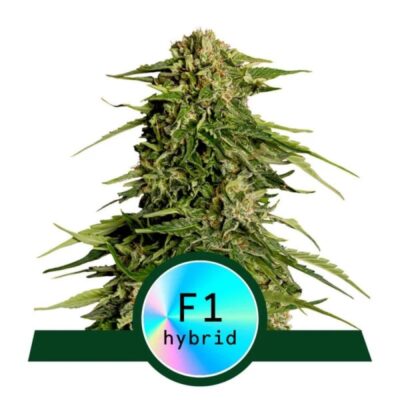 Close-up image of the Epsilon F1 strain by Royal Queen Seeds, highlighting resin-coated buds and vibrant green foliage in an indoor cultivation setting.