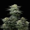 Photograph of GG4 Sherbet FF cannabis strain by Fast Buds, featuring vibrant green foliage, resin-covered buds, and a healthy growth in an indoor cultivation environment.