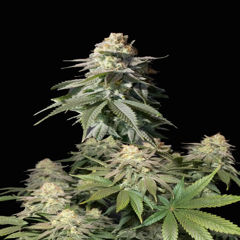 An image showcasing the Orange Sherbet Strain from Fast Buds, known for her delightful citrus aroma and robust growth, displaying lush green leaves and resinous buds.