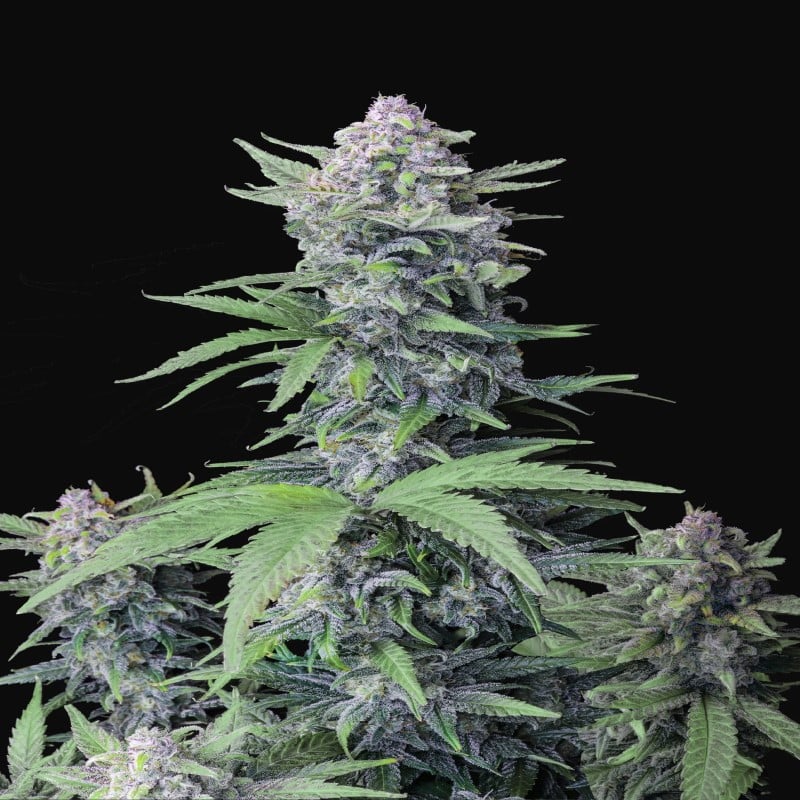 Photograph of Tropicana Cookies Auto from Fast Buds, showcasing her autoflowering cannabis strain with resinous, colorful buds, renowned for her unique flavors and aromas.