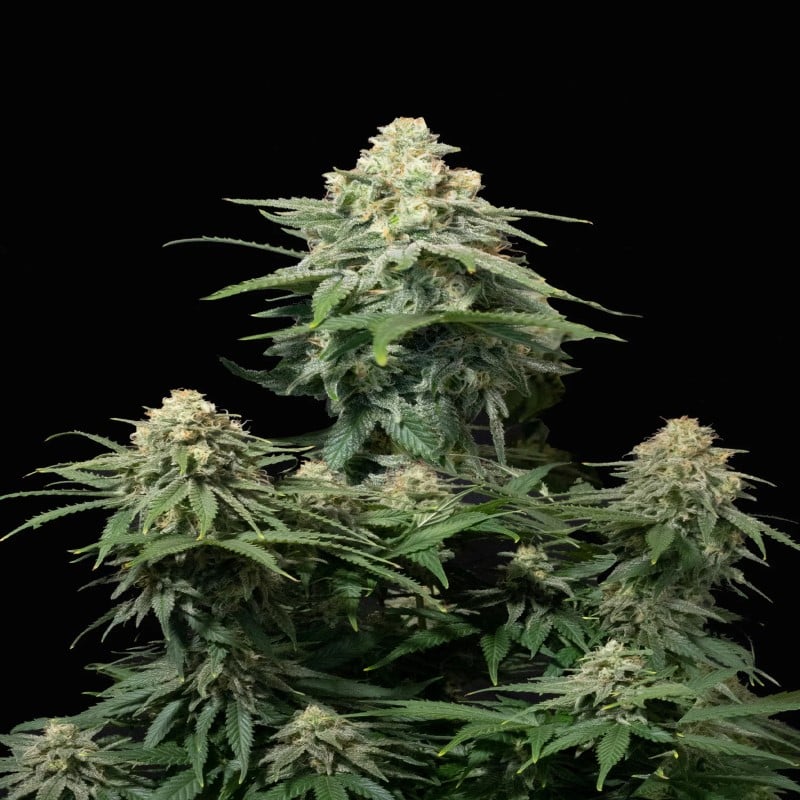 Close-up image of a Wedding Cheesecake FF cannabis plant cultivated by Fast Buds, featuring healthy green leaves and resin-covered buds.