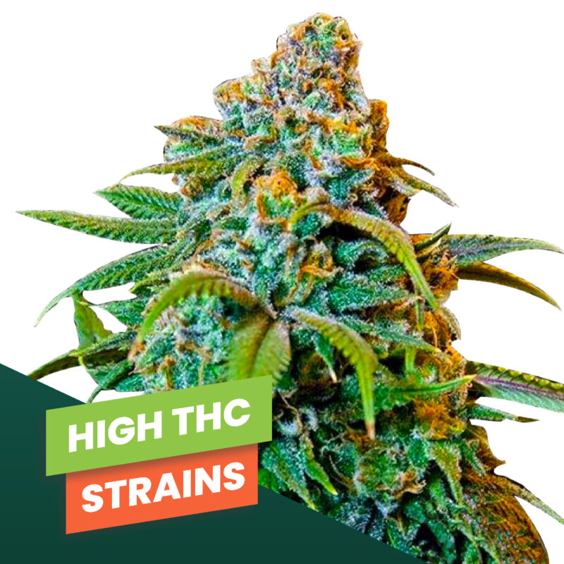 High THC Strains
