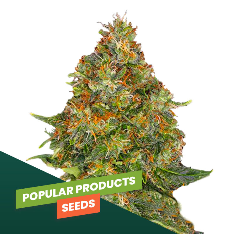 Popular Products Seeds